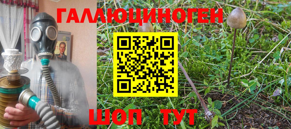 Псилоцибиновые грибы Psilocybe Кунгур